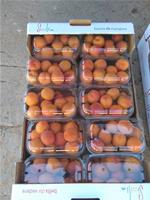 ALBICOCCHE BIO 10x1 KG