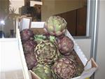 CARCIOFI 9PZ 