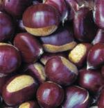 CASTAGNE cal.85/90 - 5KG