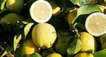 LIMONI INTERDONATO 6 KGN
