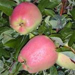 MELA PINK GOLDEN BIO 6x1,5kg
