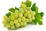 UVA ITALIA BIO P.U.